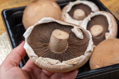 Lezzetli vejetaryen yemekleri, büyük kahverengi şampiyonlar Agaricus bisporus portobello mantarları.