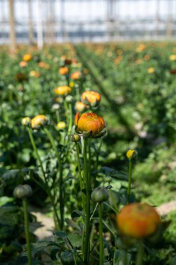 Rengarenk Ranunculus asiaticus ya da İran düğün çiçeği yetiştirme, güneşli bir günde Hollanda serasında yetişen dekoratif ya da süs bahçesi bitkileri