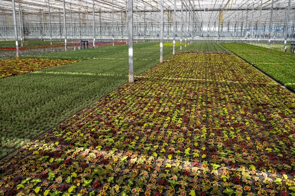 Hollanda Yetişen Farklı Yaz Yatak Bitkileri Begonya Petunya Genç Çiçek — Stok fotoğraf