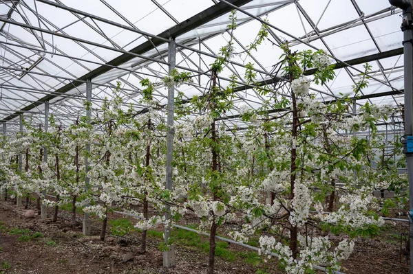 荷兰贝都韦 在阳光明媚的春日 一排排白花樱桃树在果园温室里 它们有保护自己不受鸟儿侵害的系统 — 图库照片
