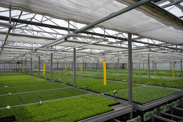 stock image Cultivation of differenent indoor fern green plants in glasshouse in Westland, North Holland, Netherlands. Flora industry,
