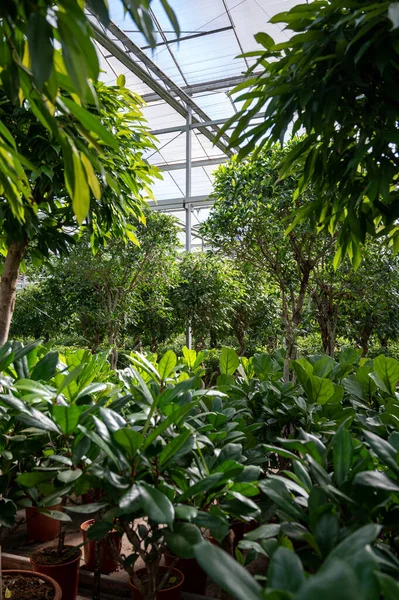 Anbau Unterschiedlicher Grüner Tropischer Und Exotischer Zimmerpalmen Und Immergrüner Pflanzen — Stockfoto