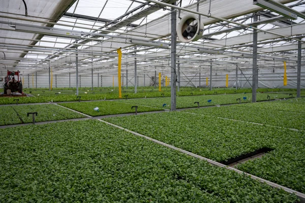 Cultivo Diferentes Plantas Helecho Verde Invernadero Westland Holanda Del Norte — Foto de Stock