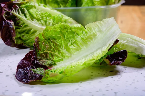 Fresh Harvest Violet Romaine Cos Lettuce Tasty Vegetarian Food Close — Stockfoto
