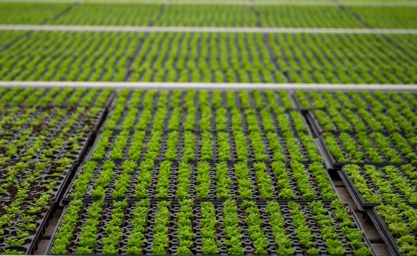 Uprawa Różnych Roślin Paproci Szklarni Westland Holandia Północna Holandia Przemysł — Zdjęcie stockowe