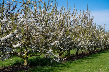 Bahar çiçekleri meyve bahçesinde, meyve bölgesi Haspengouw, Sint-Truiden, Belçika, doğa manzarası