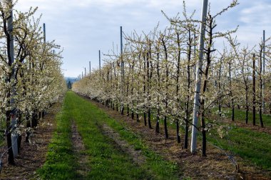 Bahar beyaz çiçek açan meyve ağaçları meyve bahçesinde, Sint-Truiden, Haspengouw, Belçika Nisan 'da