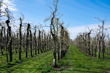 Armut ağaçlarının bahar beyaz çiçeği meyve bahçesinde, Sint-Truiden, Haspengouw, Belçika Nisan 'da