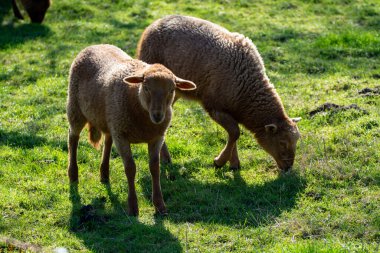 Hayvan koleksiyonu, genç ve yaşlı koyunlar baharda Belçika, Haspengouw 'da yeşil çayırlarda otluyor.