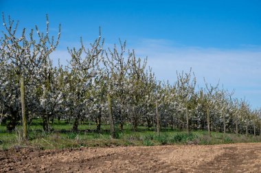 Bahar çiçekleri meyve bahçesinde, meyve bölgesi Haspengouw, Sint-Truiden, Belçika, doğa manzarası