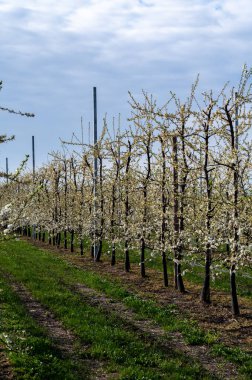 Bahar beyaz çiçek açan meyve ağaçları meyve bahçesinde, Sint-Truiden, Haspengouw, Belçika Nisan 'da