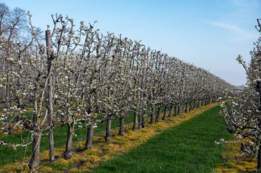 Armut ağaçlarının bahar beyaz çiçeği meyve bahçesinde, Sint-Truiden, Haspengouw, Belçika Nisan 'da