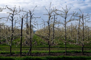 Bahar beyaz çiçek açan meyve ağaçları meyve bahçesinde, Sint-Truiden, Haspengouw, Belçika Nisan 'da