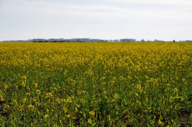 Botanik koleksiyonu, yağdan zengin tohumu, bitkisel yağ ve protein kaynağı için ekilen parlak sarı çiçekli Rapeseed Napus Napus Nisan ayında Haspengouw, Sint-Truiden, Belçika