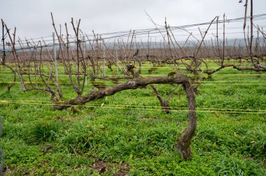 View of Champagne gran cru pinor noir vineyards near Bouzy village at winter, Champagne, France