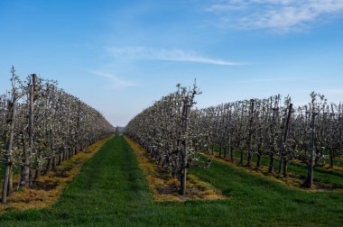 Armut ağaçlarının bahar beyaz çiçeği meyve bahçesinde, Sint-Truiden, Haspengouw, Belçika Nisan 'da