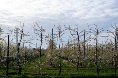 Bahar beyaz çiçek açan meyve ağaçları meyve bahçesinde, Sint-Truiden, Haspengouw, Belçika Nisan 'da