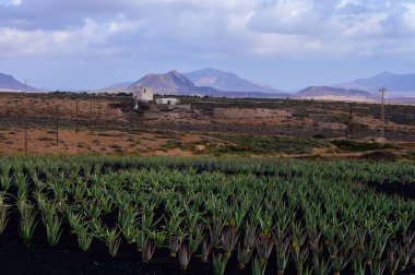 Aloe vera çiftliği, aloe vera yetiştirme, ilaç, kozmetik, cilt bakımı, dekorasyon, Fuerteventura, Kanarya Adaları, İspanya