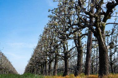 Armut ağaçlarının bahar beyaz çiçeği meyve bahçesinde, Sint-Truiden, Haspengouw, Belçika Nisan 'da