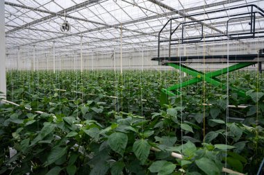 Büyük olgun çan biberleri, cam serada yetişen yeşil kırmızı biber bitkileri, Hollanda 'da biyolojik çiftçilik.
