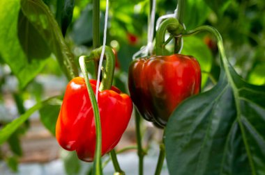 Big ripe sweet bell peppers, red paprika plants growing in glass greenhouse, bio farming in the Netherlands clipart