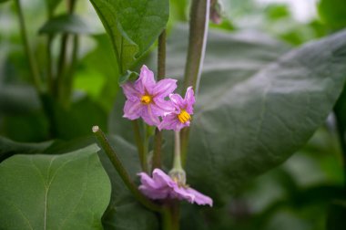 Hollanda organik serası sıralı patlıcan bitkileriyle olgun mor sebzeler ve mor çiçeklerle Hollanda 'da tarım