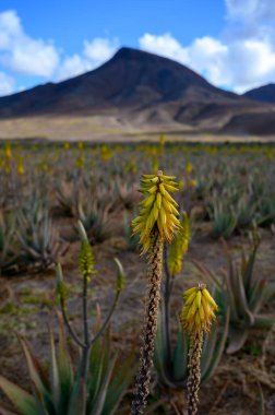 Aloe vera çiftliği, aloe vera yetiştirme, ilaç, kozmetik, cilt bakımı, dekorasyon, Fuerteventura, Kanarya Adaları, İspanya