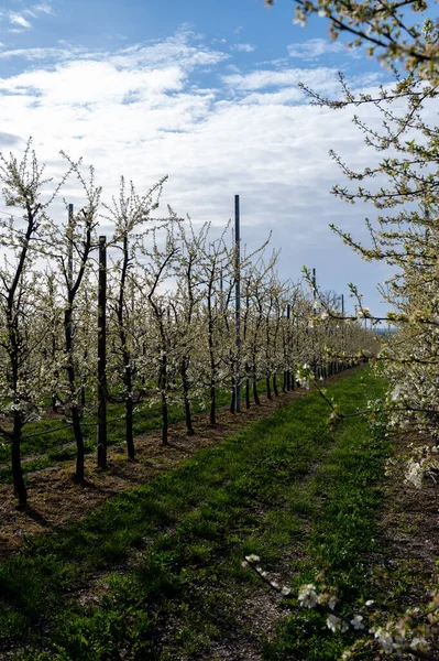 Spring white blossom of sweet plum fruit trees in orchard, Sint-Truiden, Haspengouw, Belgium in april