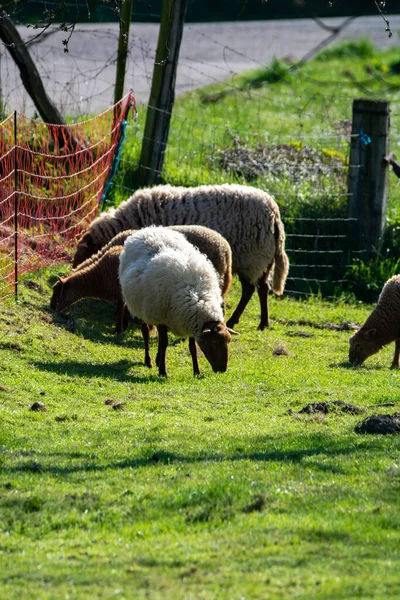 Kolekcja Zwierząt Młode Stare Owce Wypasane Zielonych Łąkach Haspengouw Belgia — Zdjęcie stockowe