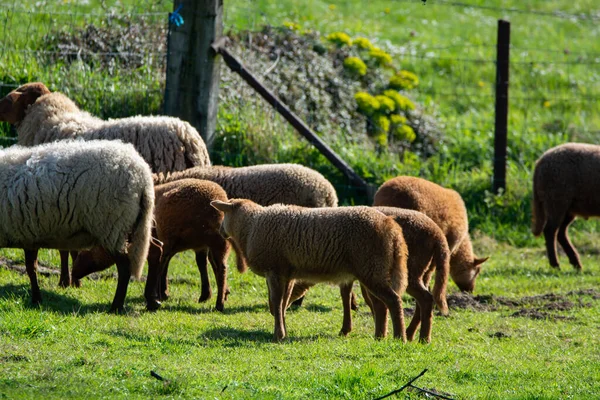 Kolekcja Zwierząt Młode Stare Owce Wypasane Zielonych Łąkach Haspengouw Belgia — Zdjęcie stockowe