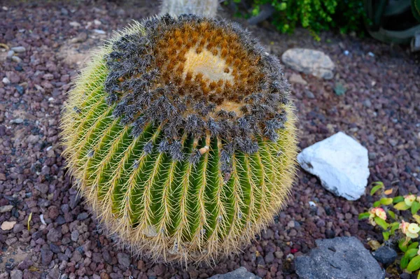 Jardín Botánico Con Diferentes Plantas Tropicales Suculentas Cactus Verdes Cerca —  Fotos de Stock