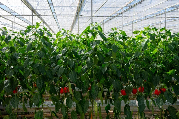 Gros Poivrons Mûrs Plantes Paprika Rouge Poussant Dans Une Serre — Photo