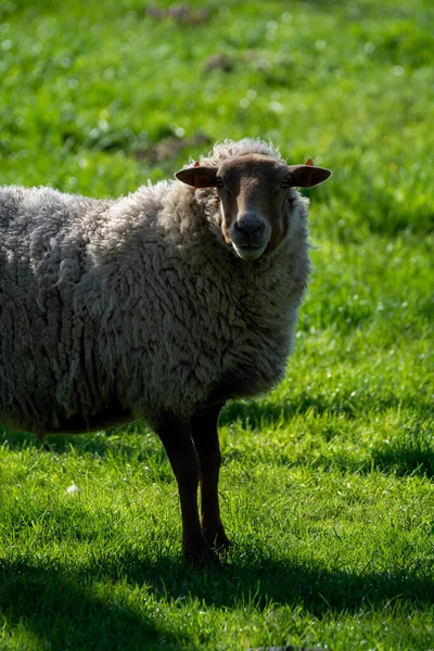 Collection Animaux Moutons Jeunes Vieux Broutant Sur Des Prairies Verdoyantes — Photo