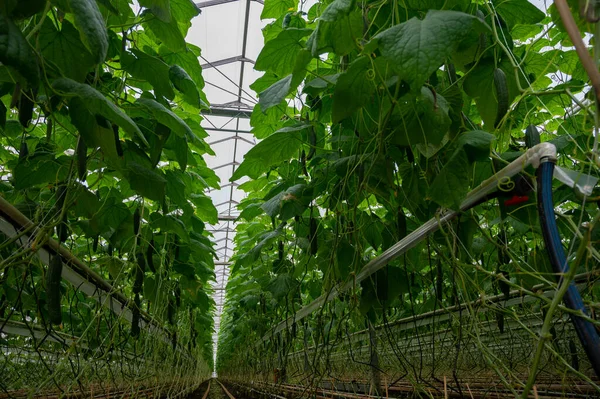 Stock image Young green cucumbers vegetables hanging on lianas of cucumber plants in green house, agriculture in the Netherlands