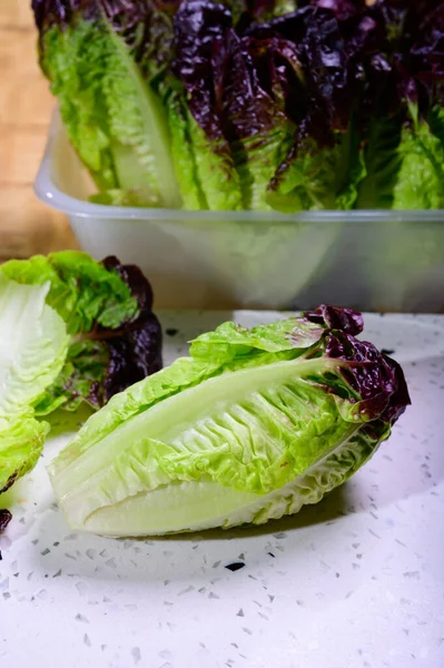 Fresh Harvest Violet Romaine Cos Lettuce Tasty Vegetarian Food Close — Foto Stock