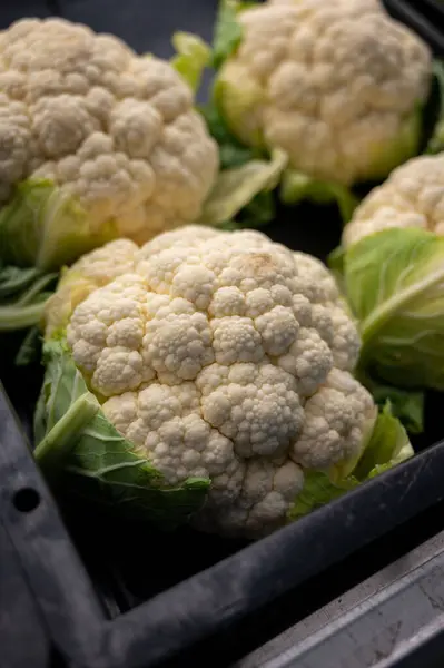 Big White Organic Cauliflowers Cabbage Box Market Close — Stock Photo, Image