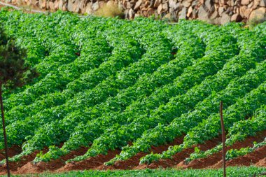 Papas negras bitkileri, Furteventura 'daki yerel siyah patates çiftlikleri, Kanarya adaları, İspanya kışın