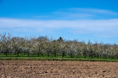 Bahar çiçekleri meyve bahçesinde, meyve bölgesi Haspengouw, Sint-Truiden, Belçika, doğa manzarası