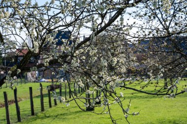 Bahar çiçekleri meyve bahçesinde, meyve bölgesi Haspengouw, Sint-Truiden, Belçika, doğa manzarası