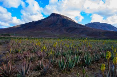 Aloe vera çiftliği, aloe vera yetiştirme, ilaç, kozmetik, cilt bakımı, dekorasyon, Fuerteventura, Kanarya Adaları, İspanya