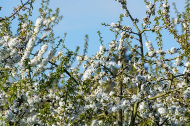 Bahar çiçekleri meyve bahçesinde, meyve bölgesi Haspengouw, Sint-Truiden, Belçika, doğa manzarası