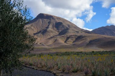 Aloe vera çiftliği, aloe vera yetiştirme, ilaç, kozmetik, cilt bakımı, dekorasyon, Fuerteventura, Kanarya Adaları, İspanya