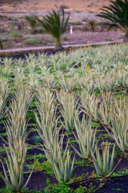 Aloe vera çiftliği, aloe vera yetiştirme, ilaç, kozmetik, cilt bakımı, dekorasyon, Fuerteventura, Kanarya Adaları, İspanya