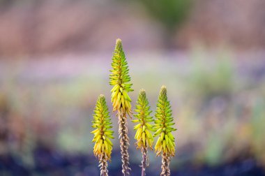 Aloe vera çiftliği, aloe vera yetiştirme, ilaç, kozmetik, cilt bakımı, dekorasyon, Fuerteventura, Kanarya Adaları, İspanya