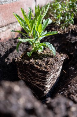 Bahar bahçesinin yeniden inşası devam ediyor. Yeni dekoratif ve süs yeşili bitkiler toprağa ekilmeye hazır.
