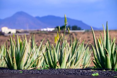 Aloe vera çiftliği, aloe vera yetiştirme, ilaç, kozmetik, cilt bakımı, dekorasyon, Fuerteventura, Kanarya Adaları, İspanya