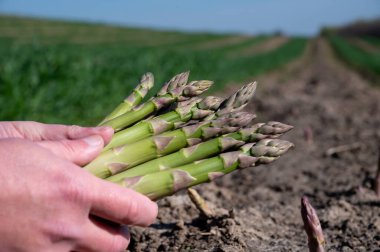 Worker's hands with bunch of green asparagus sprouts growing on bio farm field in Limburg, Belgium, new harvest clipart