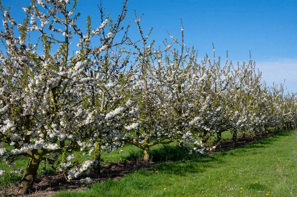 Flor Primaveral Cerezos Huerto Región Frutal Haspengouw Sint Truiden Bélgica — Foto de Stock