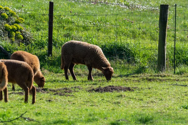 Animal collection, young and old sheeps grazing on green meadows on Haspengouw, Belgium in spring