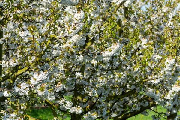 Frühjahrsblüte Der Kirschbäume Obstgarten Obstregion Hespengau Sint Truiden Belgien Naturlandschaft — Stockfoto